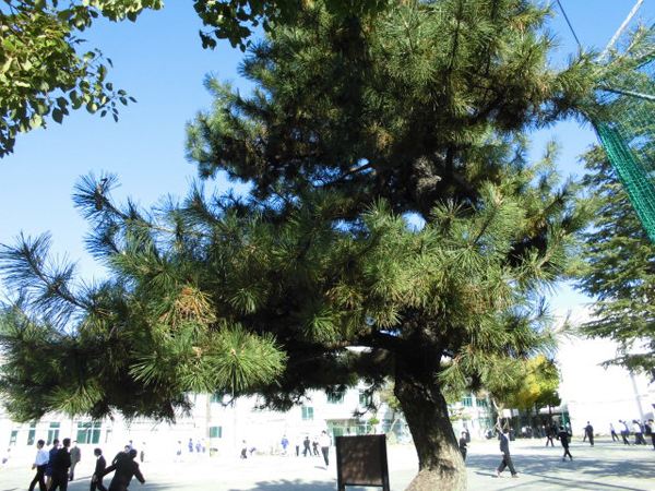 写真：小岩第三中学校の松の木