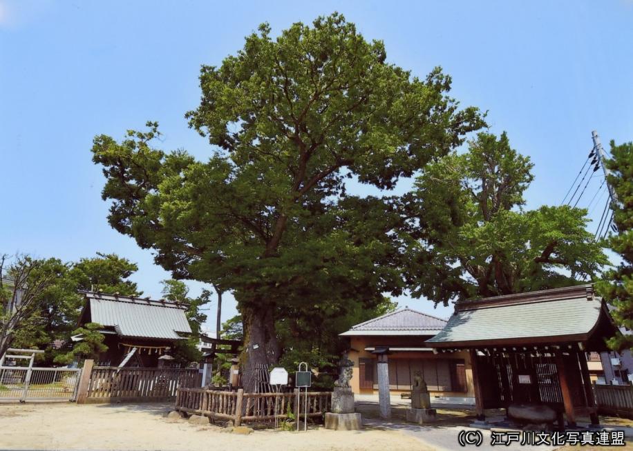 空に広がる豊田神社のケヤキ