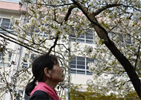 新品種の桜「北小岩ざくら」が満開