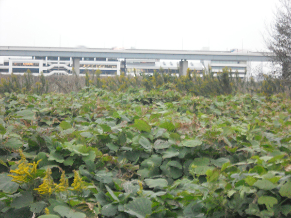 写真　荒川河川敷の緑