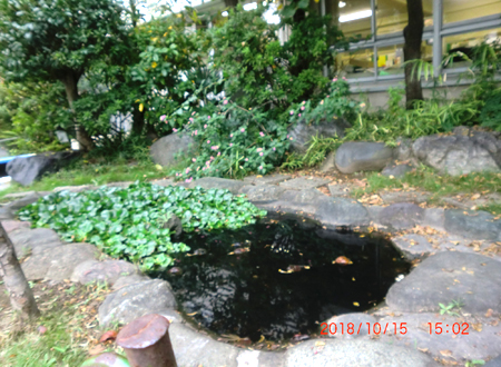 写真：小松川小学校の池（3）