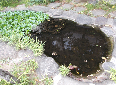 写真：小松川小学校の池（4）