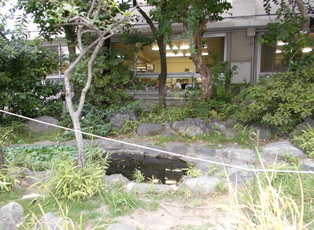 写真：小松川小学校の池（5）