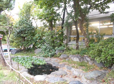 写真：小松川小学校の池（6）