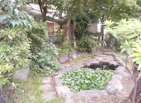 写真：小松川小学校の池（7）