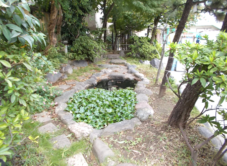 写真：小松川小学校の池（8）
