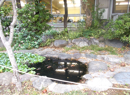 写真：小松川小学校の池（9）