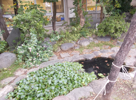 写真：小松川小学校の池（10）
