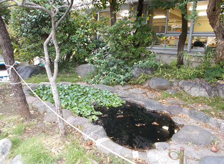 写真：小松川小学校の池（11）