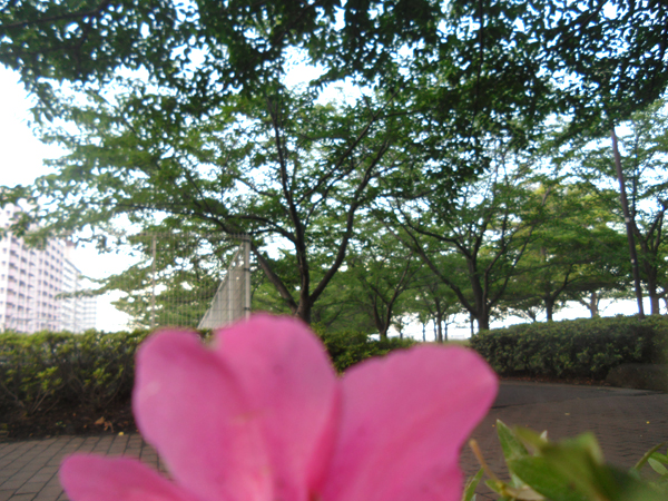 写真　ツツジの花と大島小松川公園