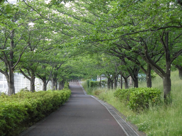 写真　大島小松川公園