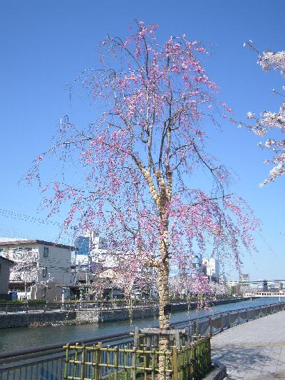 写真　ヤエベニシダレ1