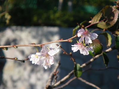 写真　ジュウガツザクラの花