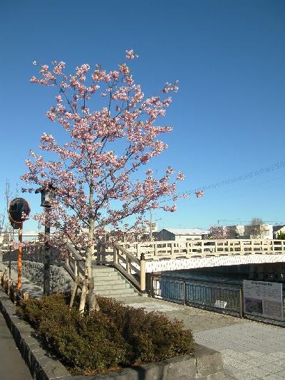 写真　カワヅザクラ1