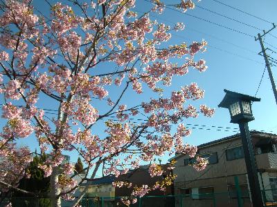 写真　カワヅザクラ2