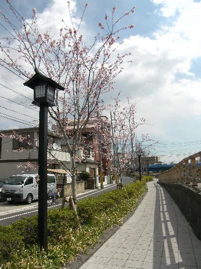 オオカンザクラ 大寒桜 江戸川区ホームページ