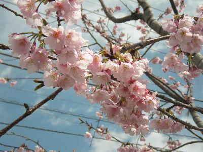 オオカンザクラ 大寒桜 江戸川区ホームページ