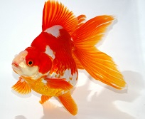 江戸川リュウキン