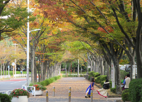 写真　清新町一丁目 わかくさ公園南の道路