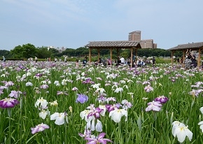 小岩菖蒲園3_Index