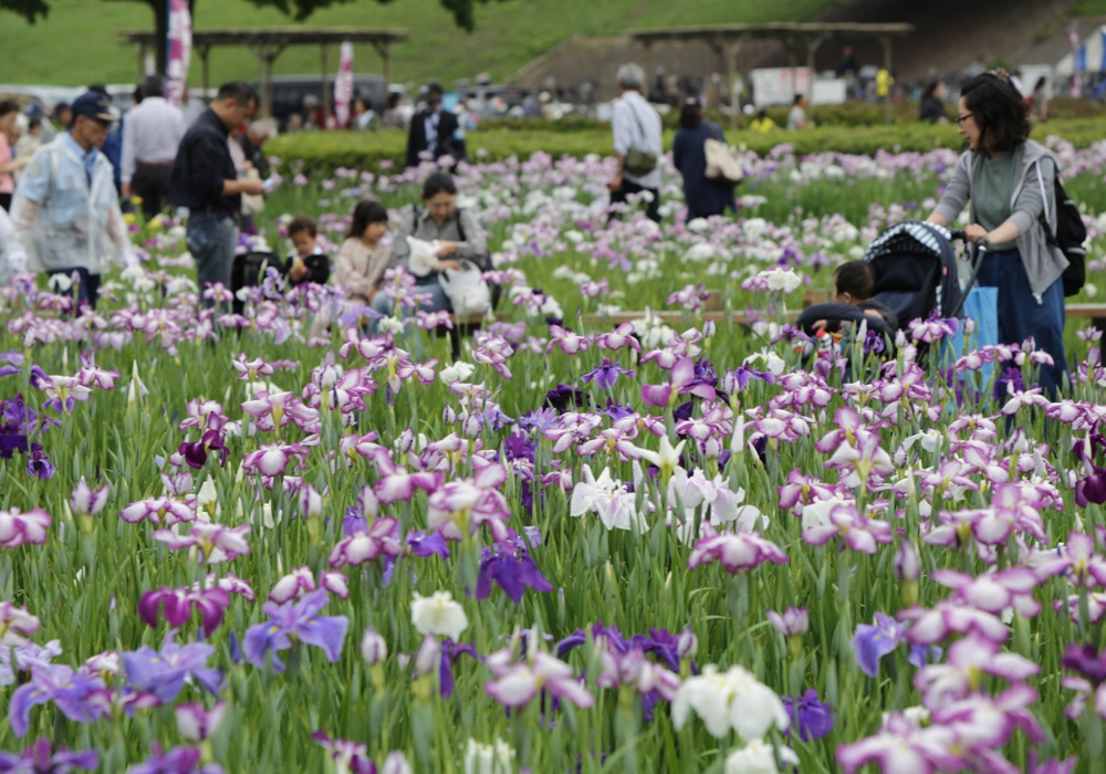 写真：小岩菖蒲園