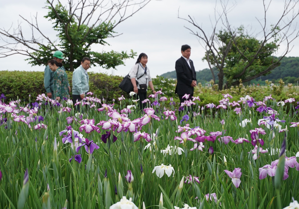 写真：菖蒲園を歩く斉藤区長