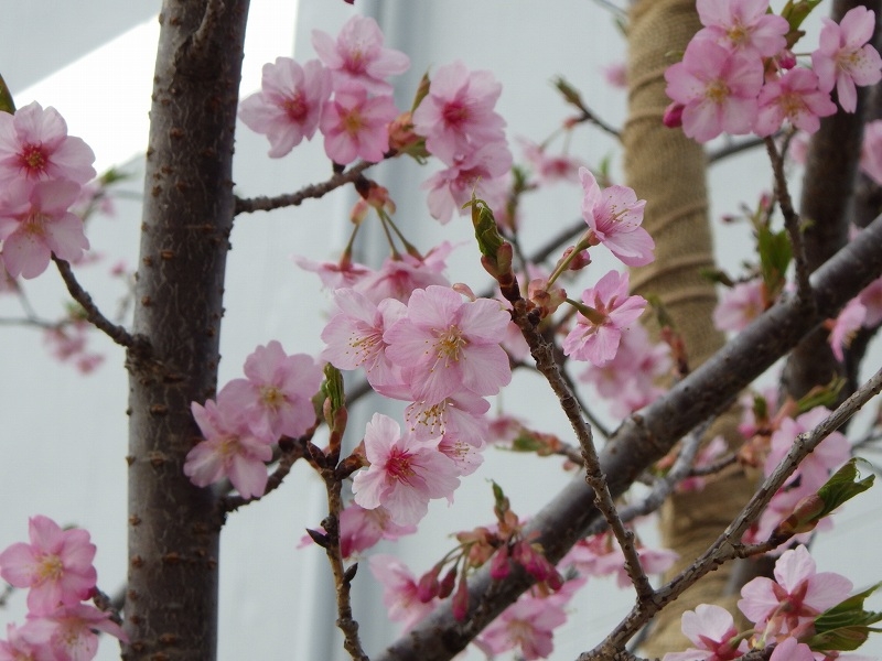 開花したカワヅザクラ