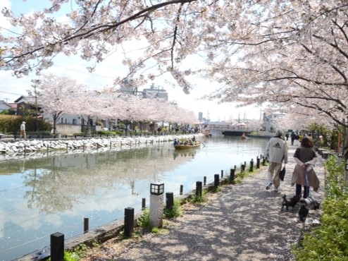 新川千本桜