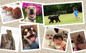 人と動物の豊かな生活を