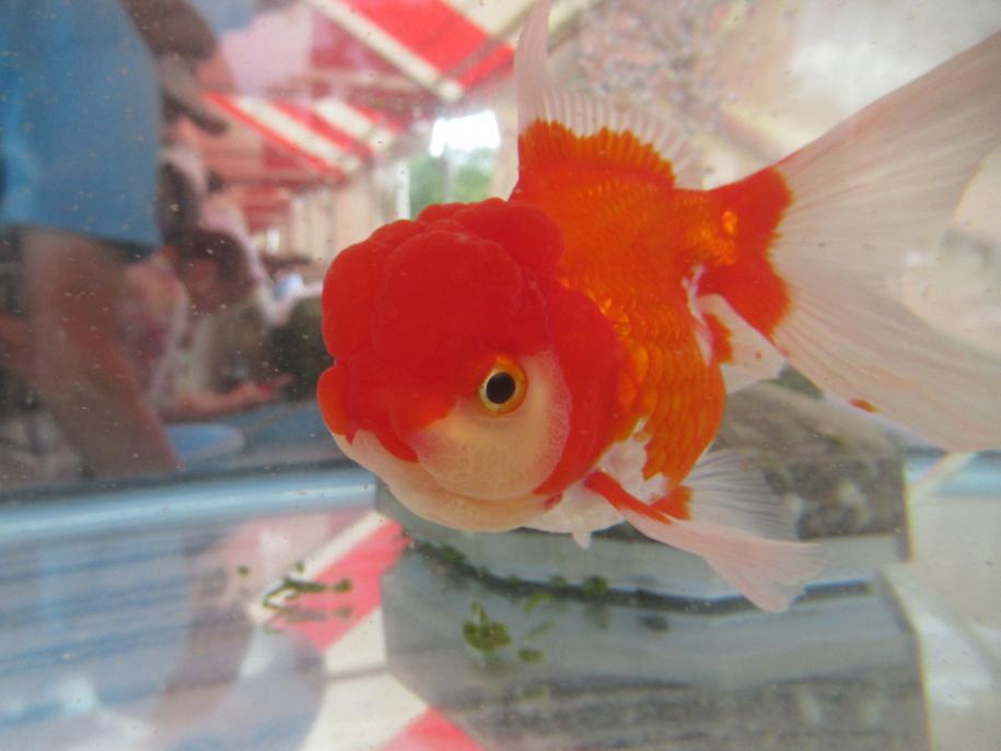 金魚の写真