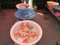 金魚の展示販売の画像