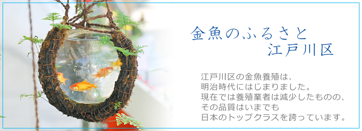 金魚のふるさと江戸川区　江戸川区の金魚養殖は、明治時代にはじまりました。現在では養殖業者は減少したものの、その品質はいまでも日本のトップクラスを誇っています。