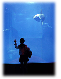 水族館でマンボウを見ている女の子