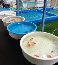 春の頒布会の様子