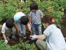 じゃがいもを収穫する子供たちの写真