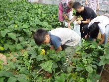 枝豆を収穫する子供たちの写真