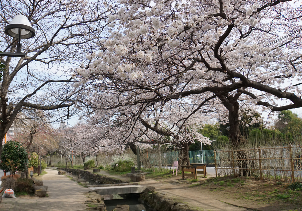 写真：桜並木が美しい篠田堀親水緑道（2018年3月撮影）