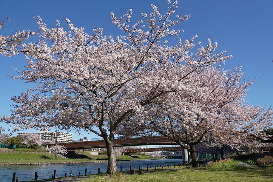 旧中川の桜並木
