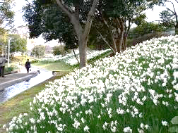 新長島川親水公園