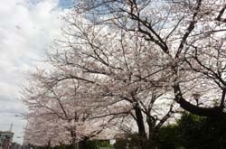 3月28日船堀スポーツ公園の桜