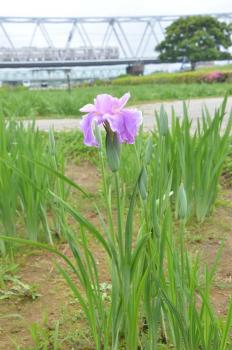 一番花の「棚田の藤桜」