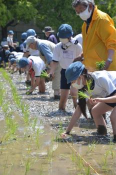 田植えをする児童の様子