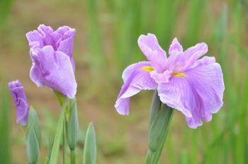 一番花の「棚田の藤桜」