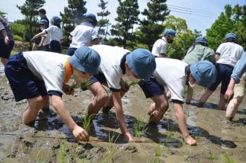 田植えをする児童