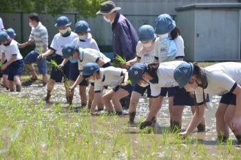 田植え体験する児童（引き）