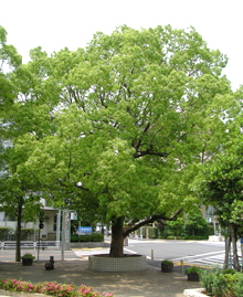 写真　区の木　クスノキ