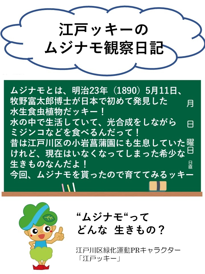 江戸ッキー観察日記についてポスター、ムジナモってどんないきもの？