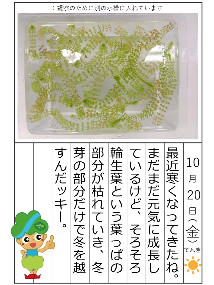 10月20日金曜日晴最近寒くなってきたね。まだまだ元気に成長しているけど、そろそろ冬芽の部分だけになり冬を越すんだッキー。