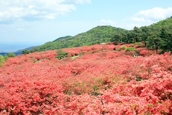 画像　ヤマツツジ群生地（徳仙丈山）