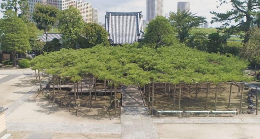 善養寺の影向のマツ